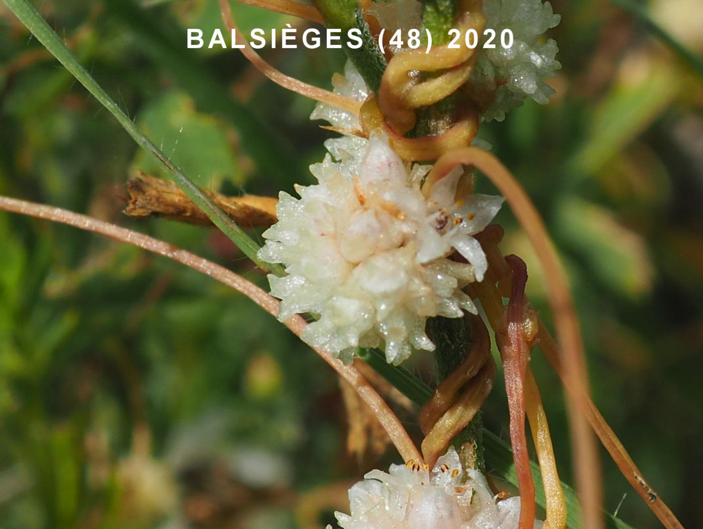 Dodder, Field flower